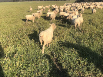 150 x Merino Ewes