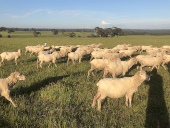 150 x Merino Ewes