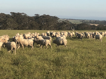 150 x Merino Ewes