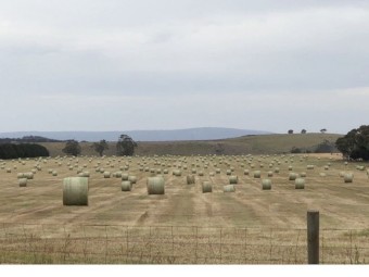 Annual Ryegrass Hay 