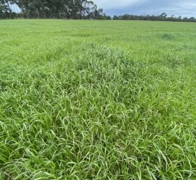 Annual Ryegrass Hay 