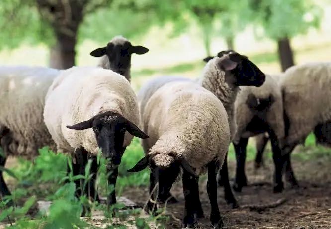 WANTED Sheep Lawn Mowers x 20