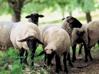 WANTED Sheep Lawn Mowers x 20