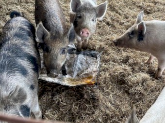 miniature piglets 