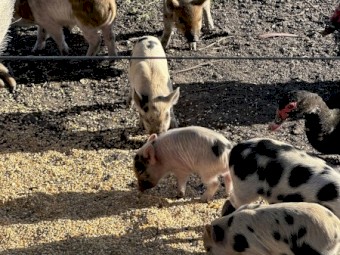 miniature piglets 