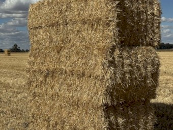 500mt Wheaten Straw 8x4x3 Bales
