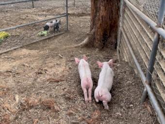 Berkshire piglets for sale