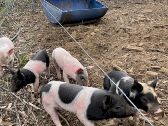 Berkshire piglets for sale