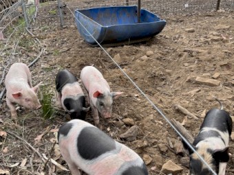 Berkshire piglets for sale