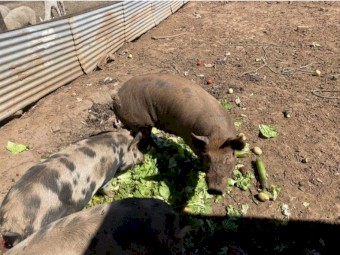 Berkshire X Duroc Breeding Trio Pigs