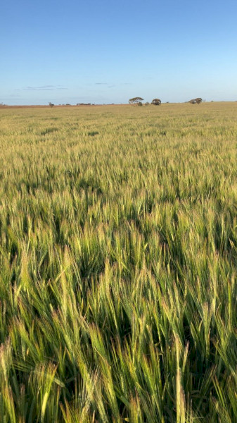 feed barley