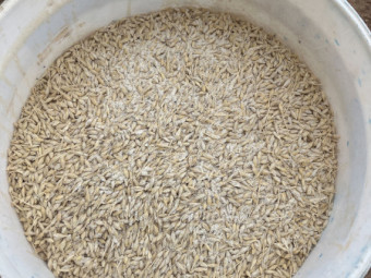 feed barley