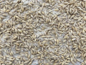 feed barley