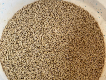 feed barley