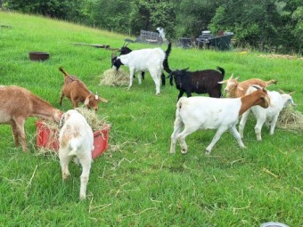 Wethers available