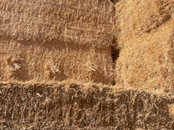 300mt Barley Straw 540kg 8x4x3 Bales