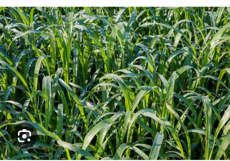 Forage Sudan Sorghum Seed