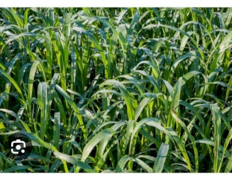 Forage Sudan Sorghum Seed