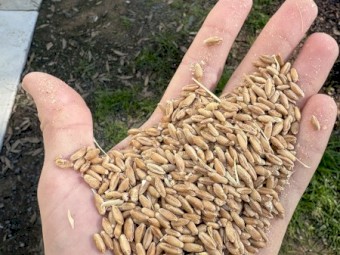 Triticale - Astute 