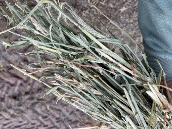 120mt Barley Hay 680kg 8x4x3 Bales