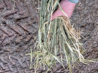 120mt Barley Hay 680kg 8x4x3 Bales