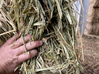 120mt Barley Hay 680kg 8x4x3 Bales