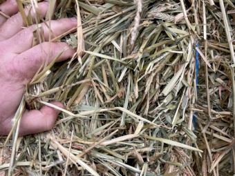 120mt Barley Hay 680kg 8x4x3 Bales