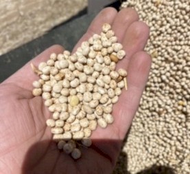 150 Lupins