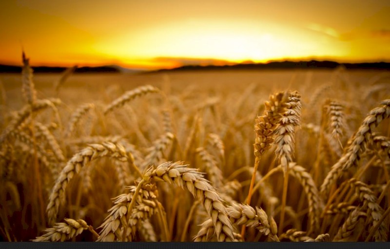 WANTED Cessario Red Wheat Seed