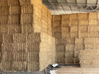 Barley Straw 8x4x3 Bales