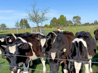 Friesian steers 