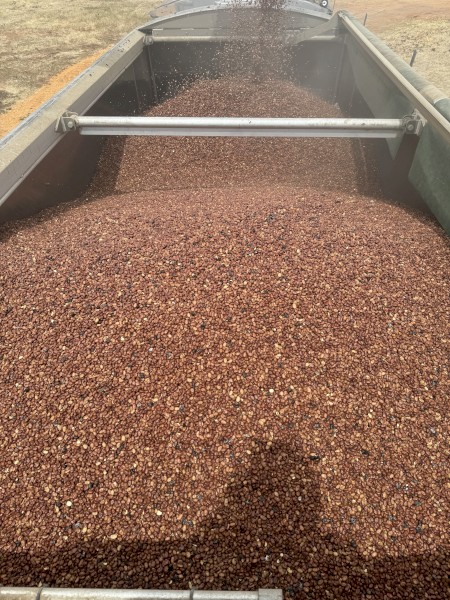 18mt Faba Beans