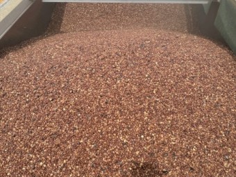18mt Faba Beans