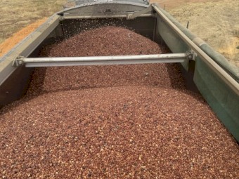 18mt Faba Beans