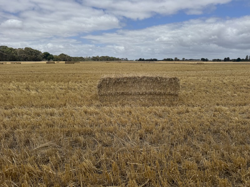 300mt Barley Straw 8x4x3 Bales