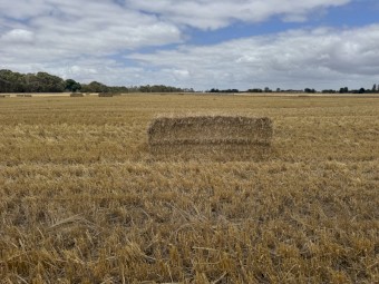 300mt Barley Straw 8x4x3 Bales