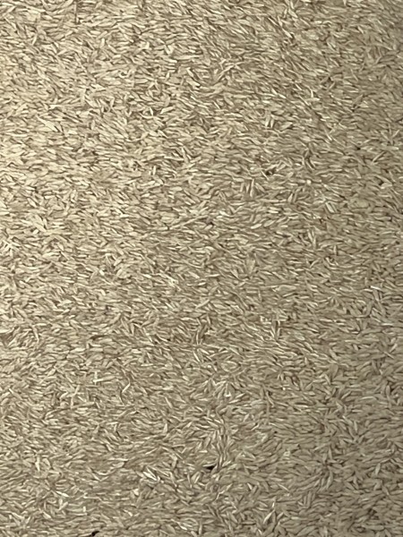 20mt Grazing Barley