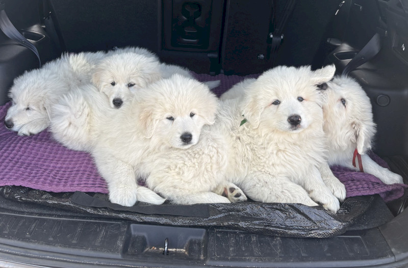 Maremma Puppies, Livestock Guardians.