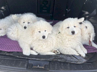Maremma Puppies, Livestock Guardians.