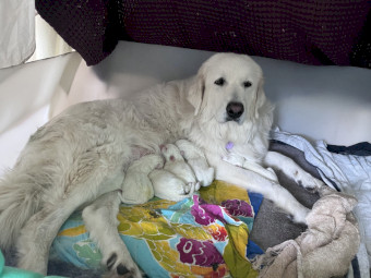 Maremma Puppies, Livestock Guardians.