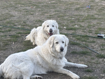 Maremma Puppies, Livestock Guardians.