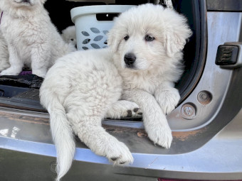 Maremma Puppies, Livestock Guardians.