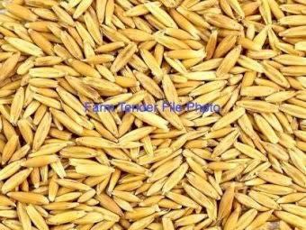EOI 120mt Williams Oats