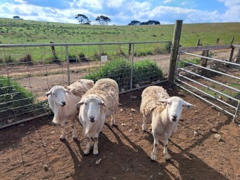 Australian White Rams ×3