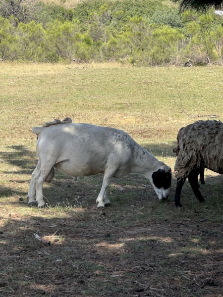 Dorper Sheep x 4