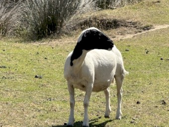 Dorper Sheep x 4