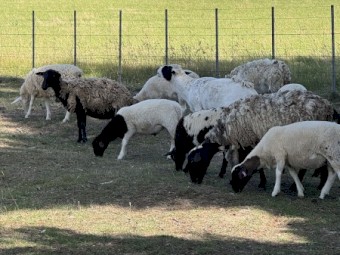 Dorper Sheep x 4