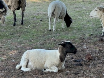 Dorper Sheep x 4
