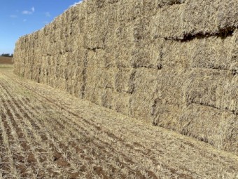 154mt Wheaten Hay 8x4x3 Bales