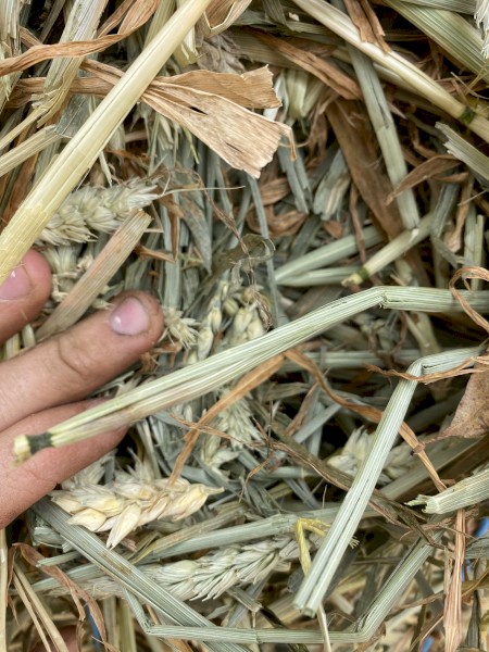 300mt Beardless Wheaten Hay 8x4x3 Bales